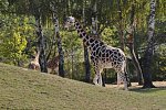Výlet do SAFARI 18. září 2018